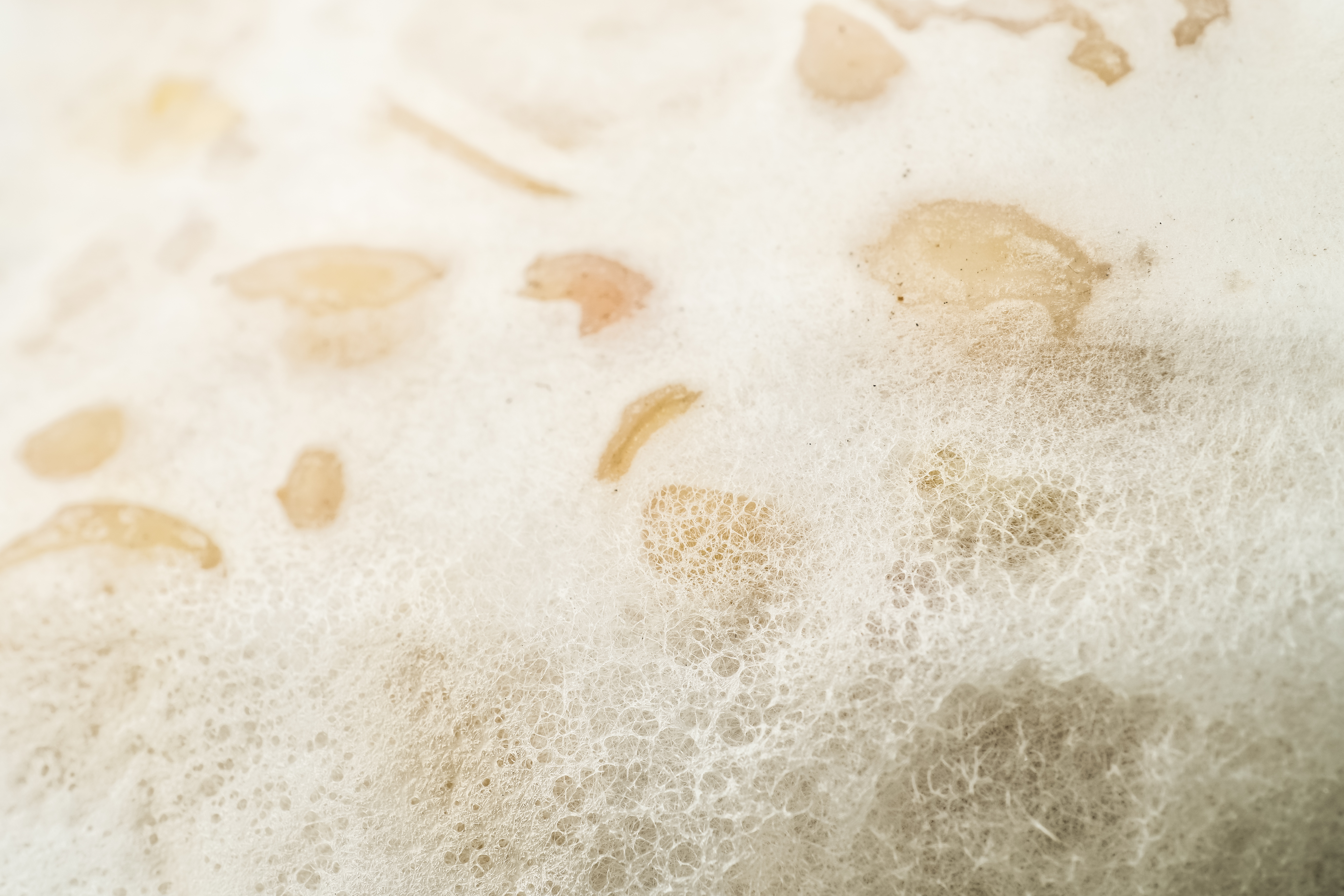 Macro photography of tempeh with white rhizopus. Tempeh is a traditional Indonesian food made from fermented soybeans and special yeast mold.