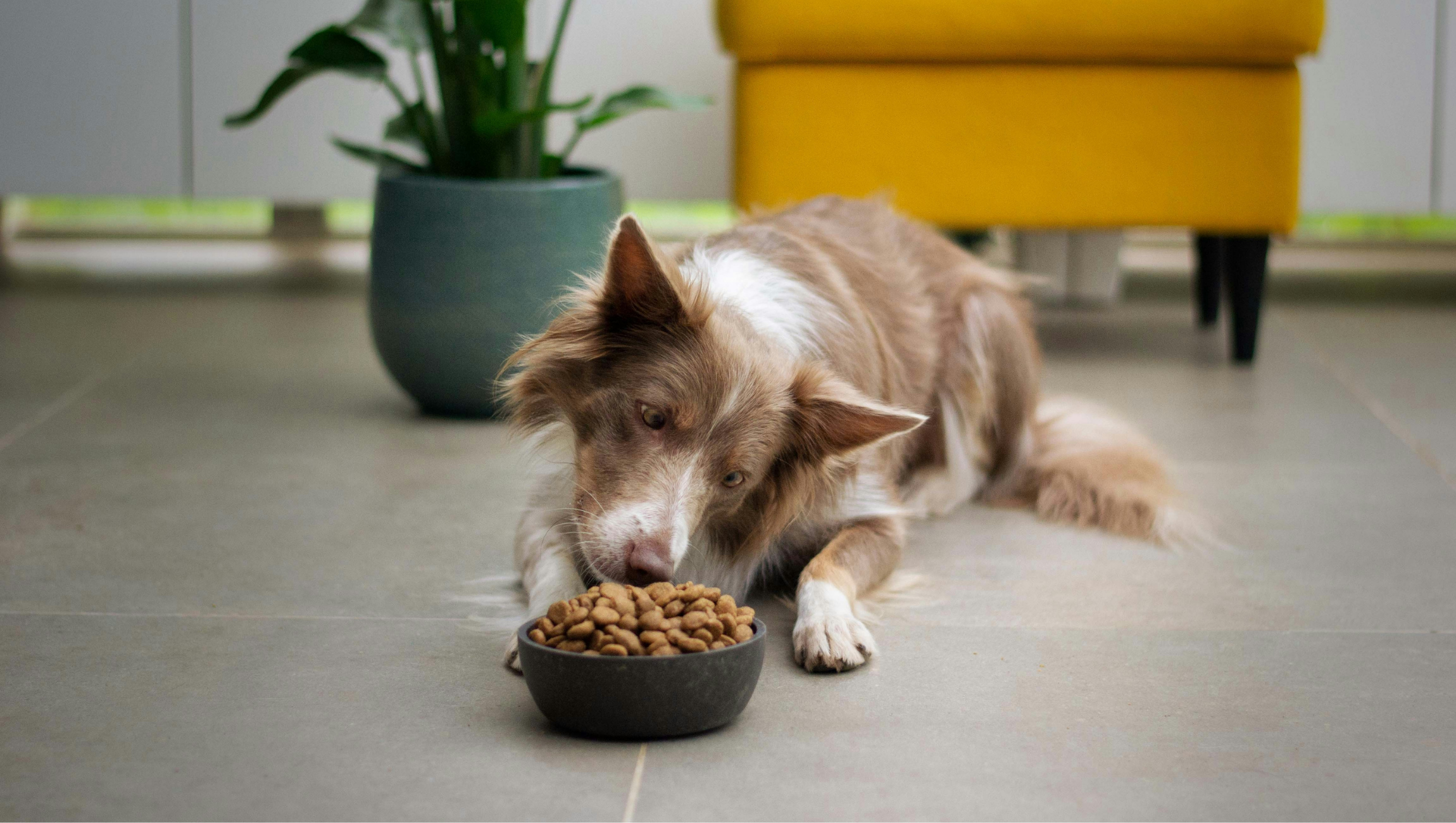Dog sitting in front of bowl of dog food