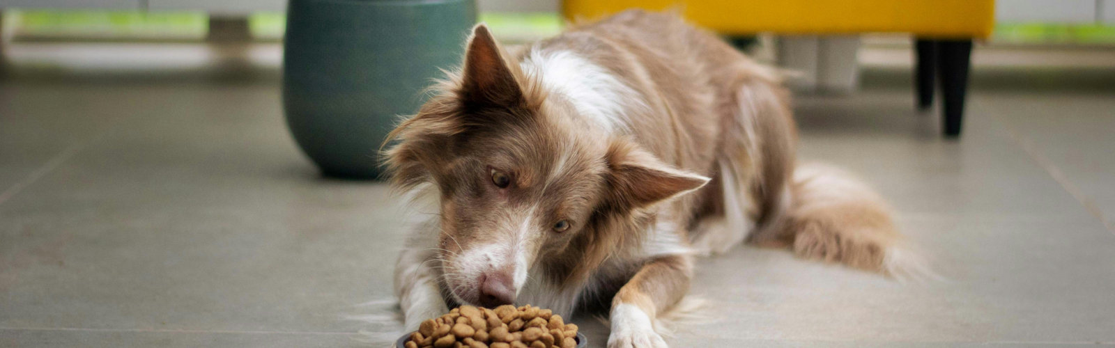 Dog sitting in front of bowl of dog food Dog sitting in front of bowl of dog food