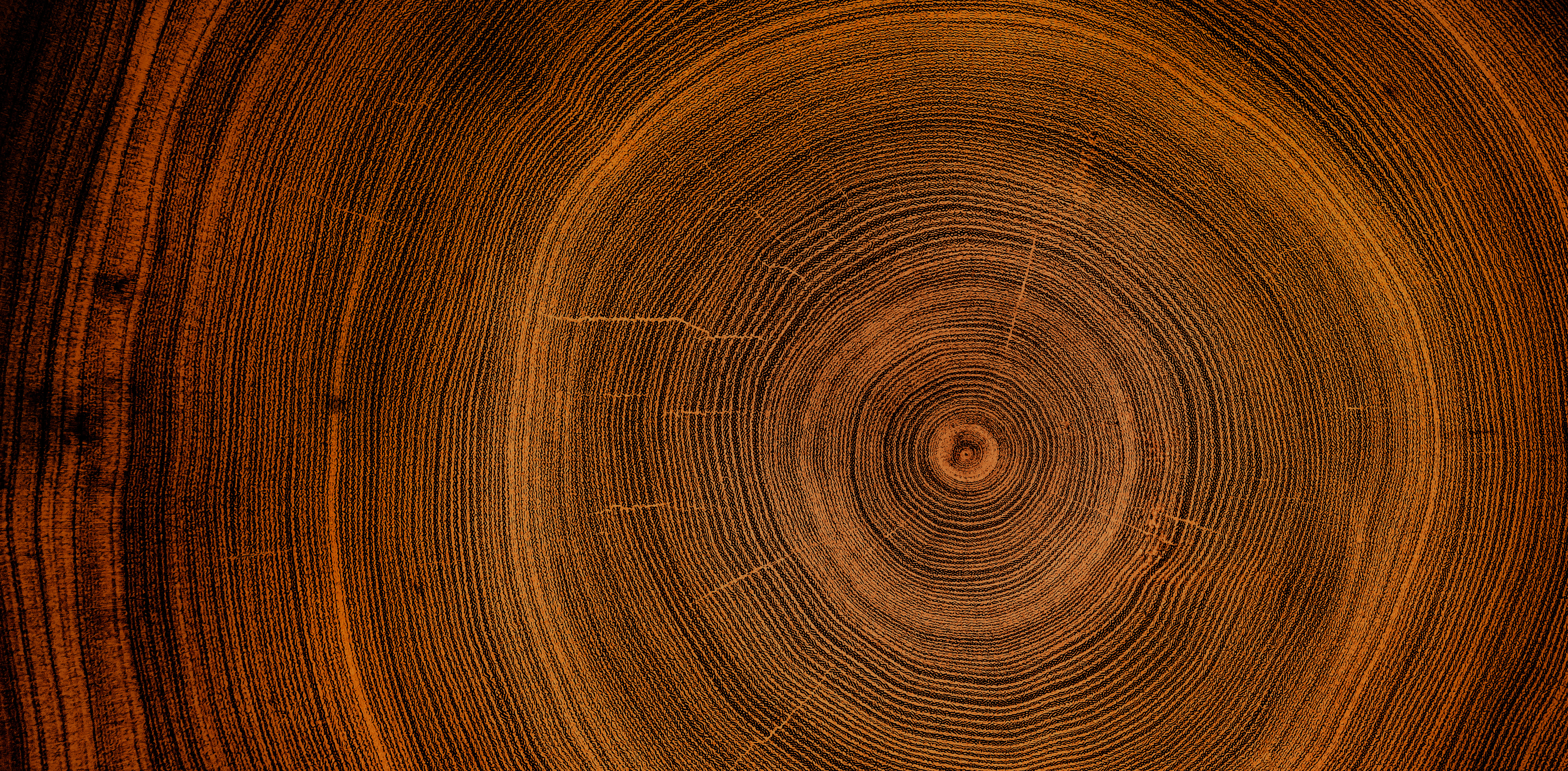 Closeup tree trunk rings displaying natural growth patterns and texture
