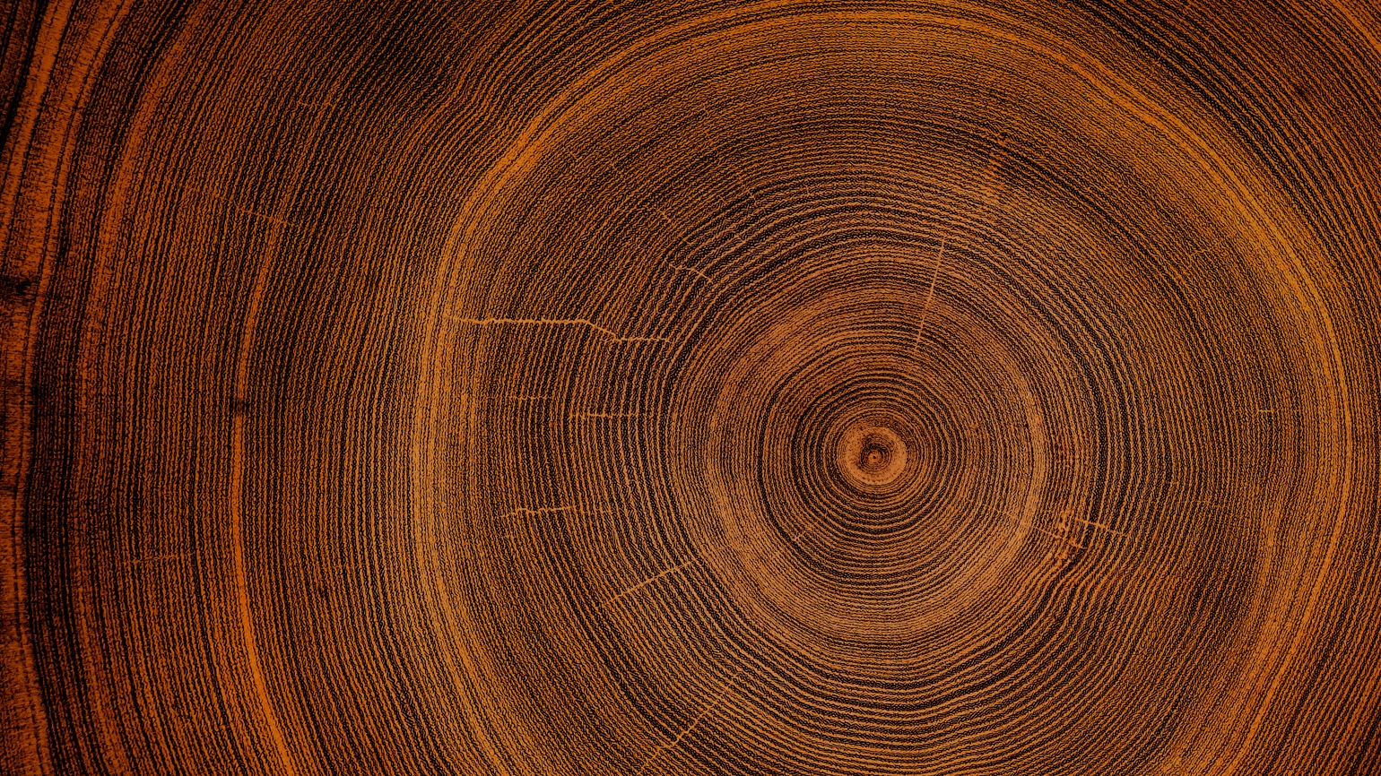 Closeup tree trunk rings displaying natural growth patterns and texture Closeup tree trunk rings displaying natural growth patterns and texture