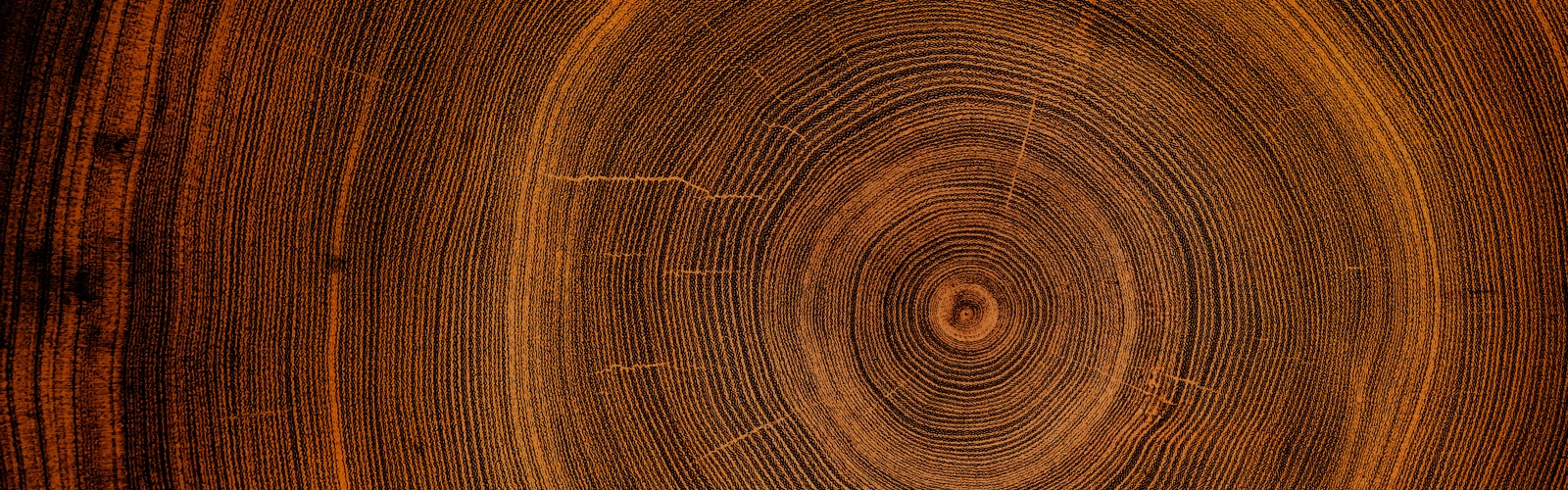 Closeup tree trunk rings displaying natural growth patterns and texture Closeup tree trunk rings displaying natural growth patterns and texture