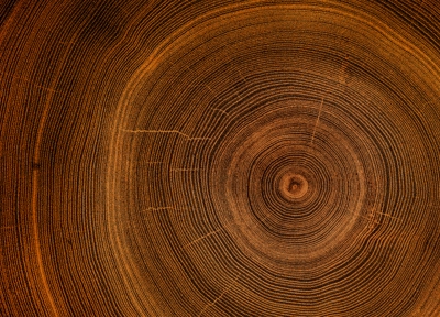 Closeup tree trunk rings displaying natural growth patterns and texture Closeup tree trunk rings displaying natural growth patterns and texture