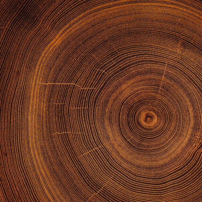 Closeup tree trunk rings displaying natural growth patterns and texture Closeup tree trunk rings displaying natural growth patterns and texture