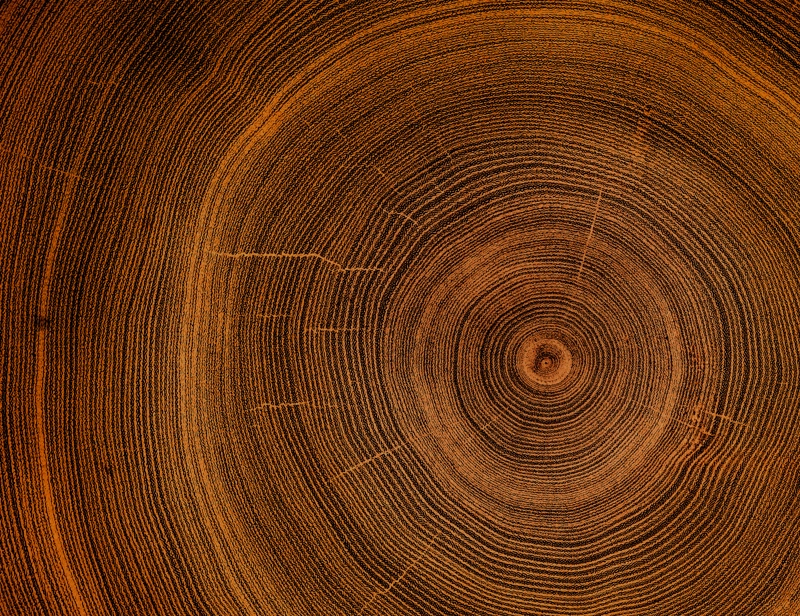 Closeup tree trunk rings displaying natural growth patterns and texture Closeup tree trunk rings displaying natural growth patterns and texture