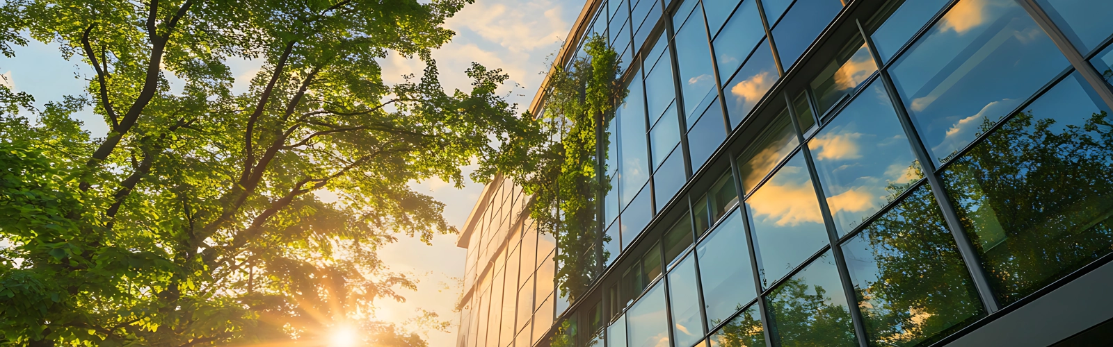 Sunlight shining through trees beside modern glass building with greenery Sunlight shining through trees beside modern glass building with greenery