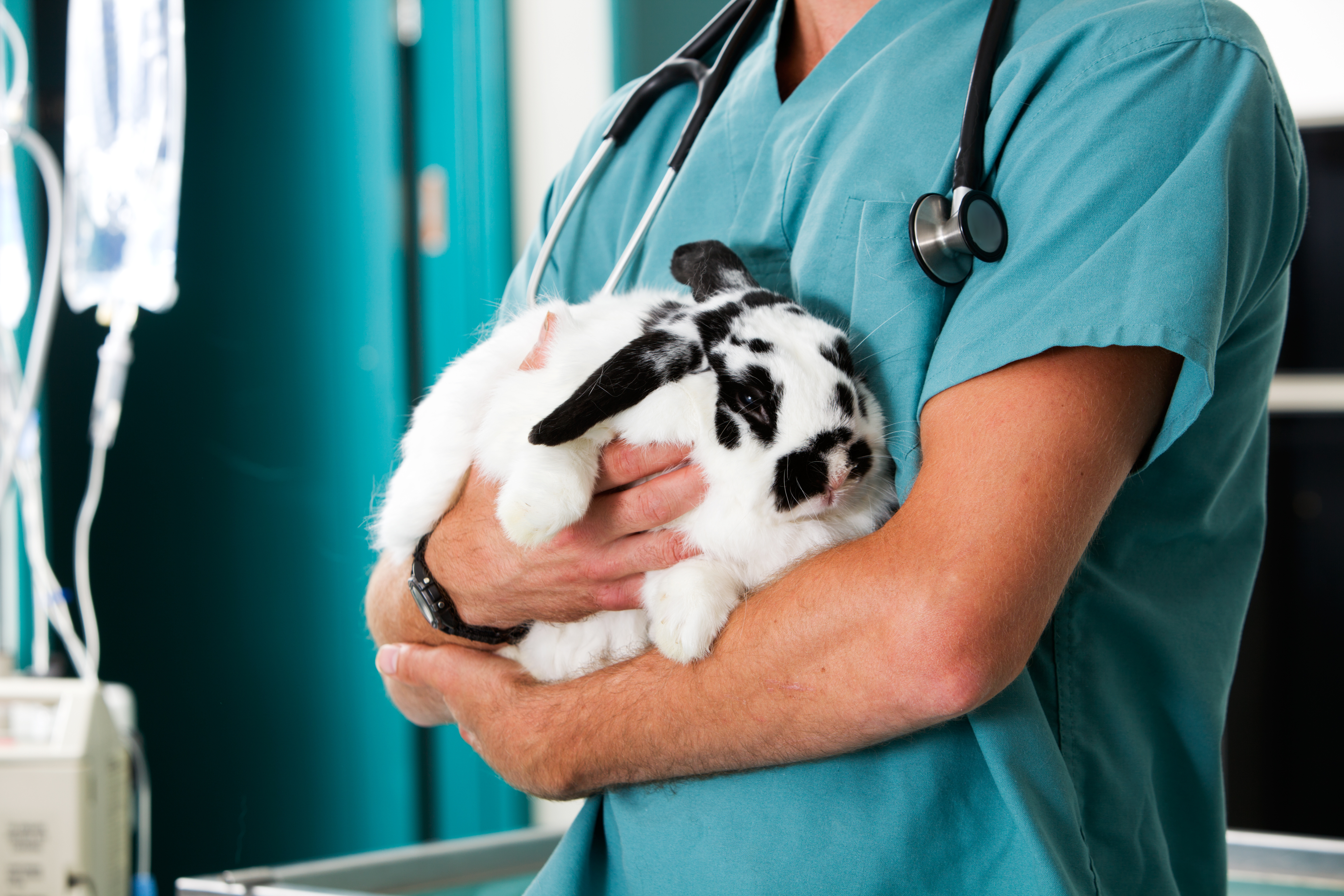 Rabbit sat on vets arms