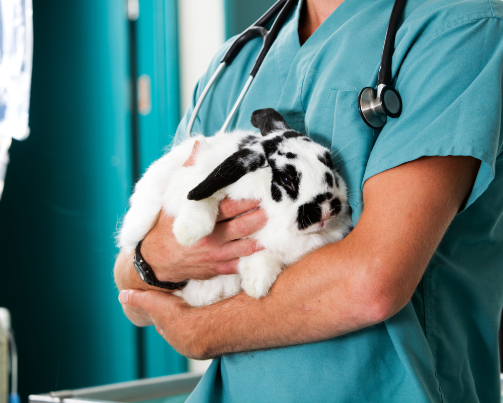 Rabbit sat on vets arms