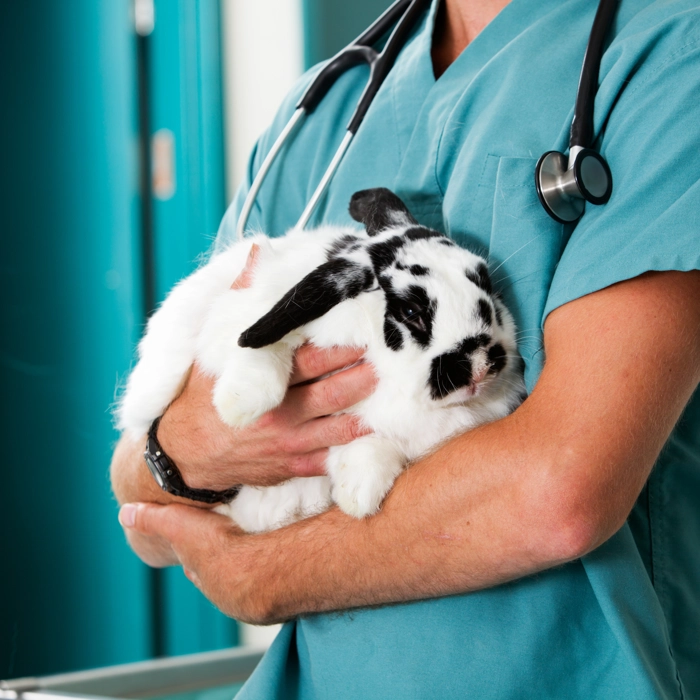 Rabbit sat on vets arms Rabbit sat on vets arms