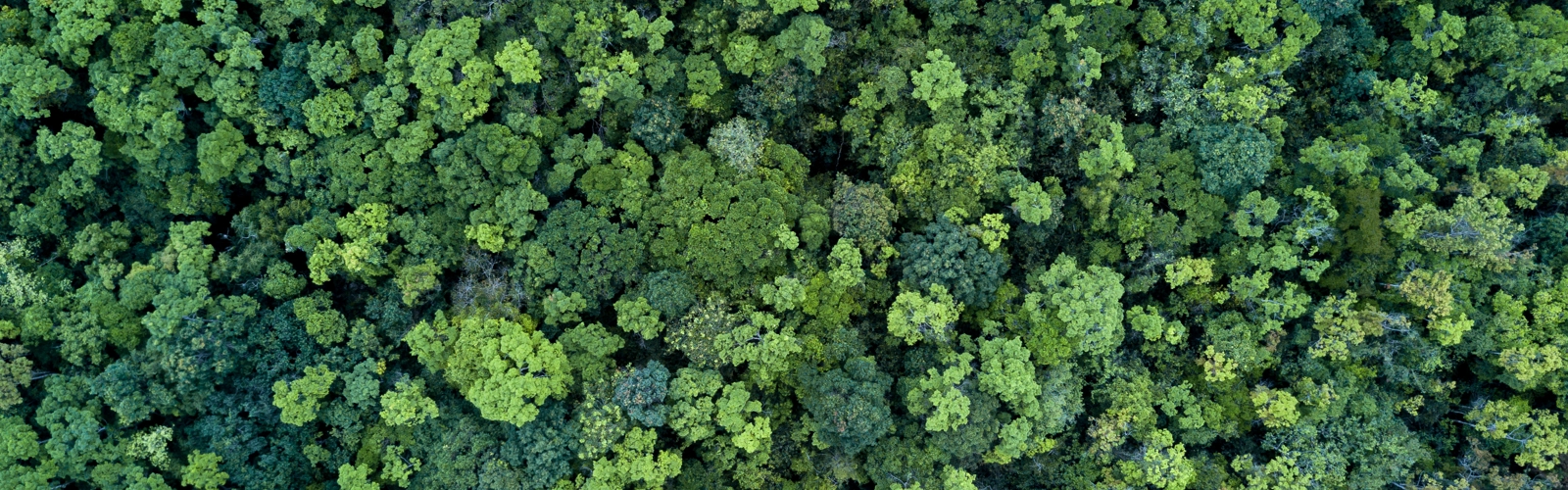 Adobestock 246586912 Adobestock 246586912