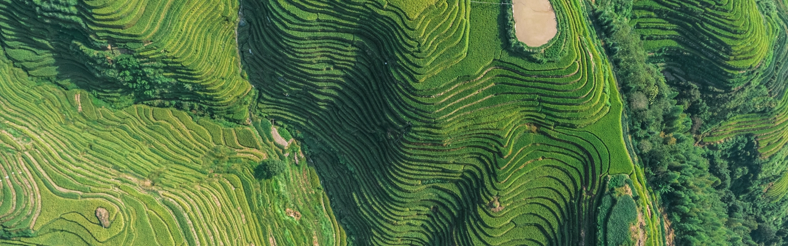 Green fields Green fields