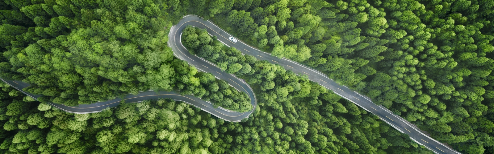 forest from above with a road going through forest from above with a road going through