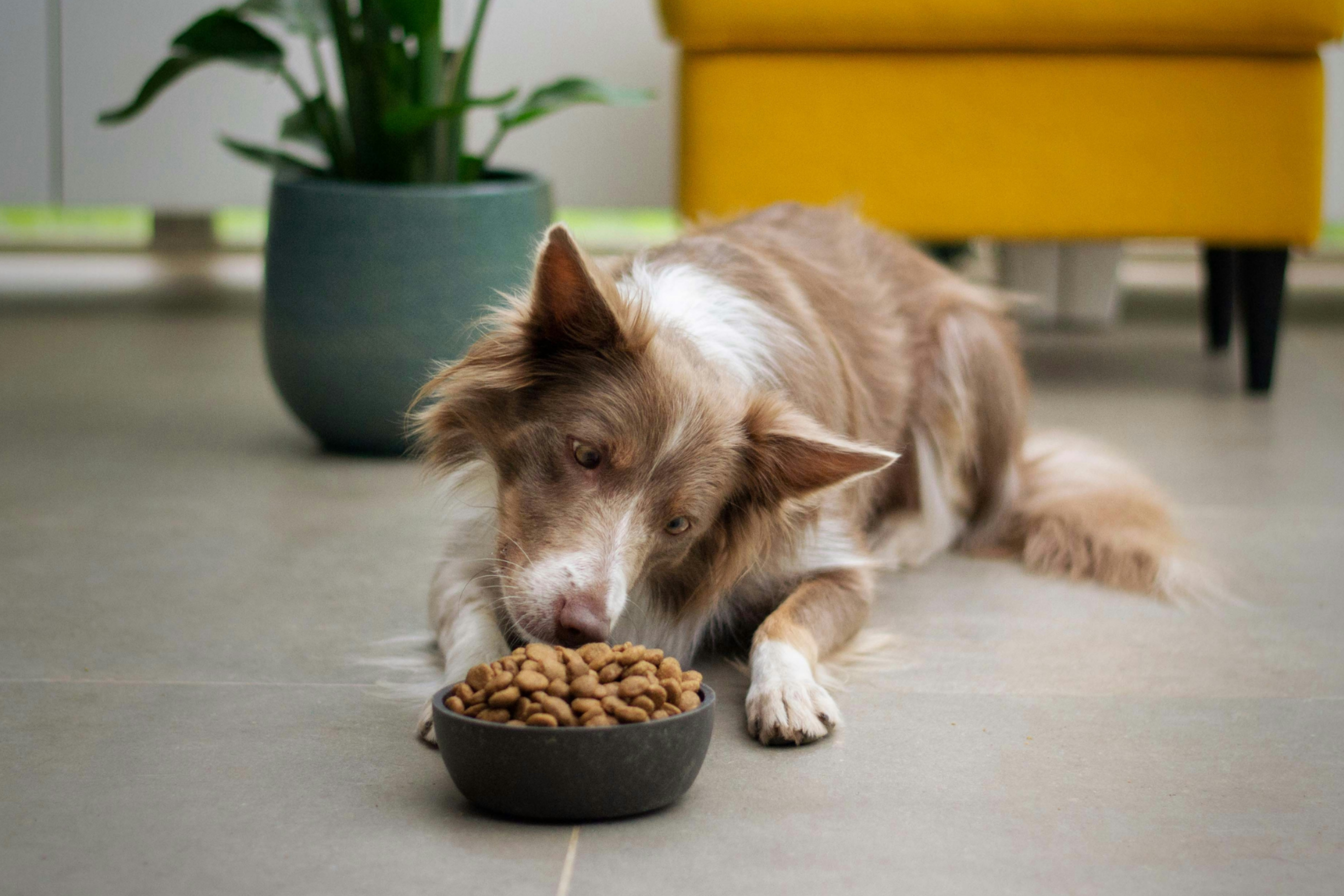 A brown and white dog lying on the floor, looking closely at a bowl of kibble.