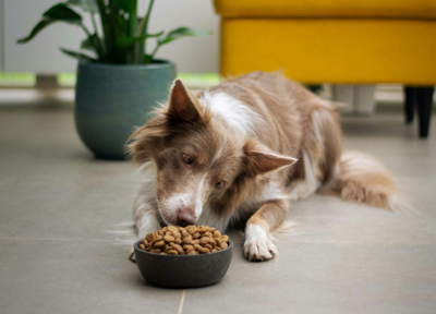 A brown and white dog lying on the floor, looking closely at a bowl of kibble. A brown and white dog lying on the floor, looking closely at a bowl of kibble.