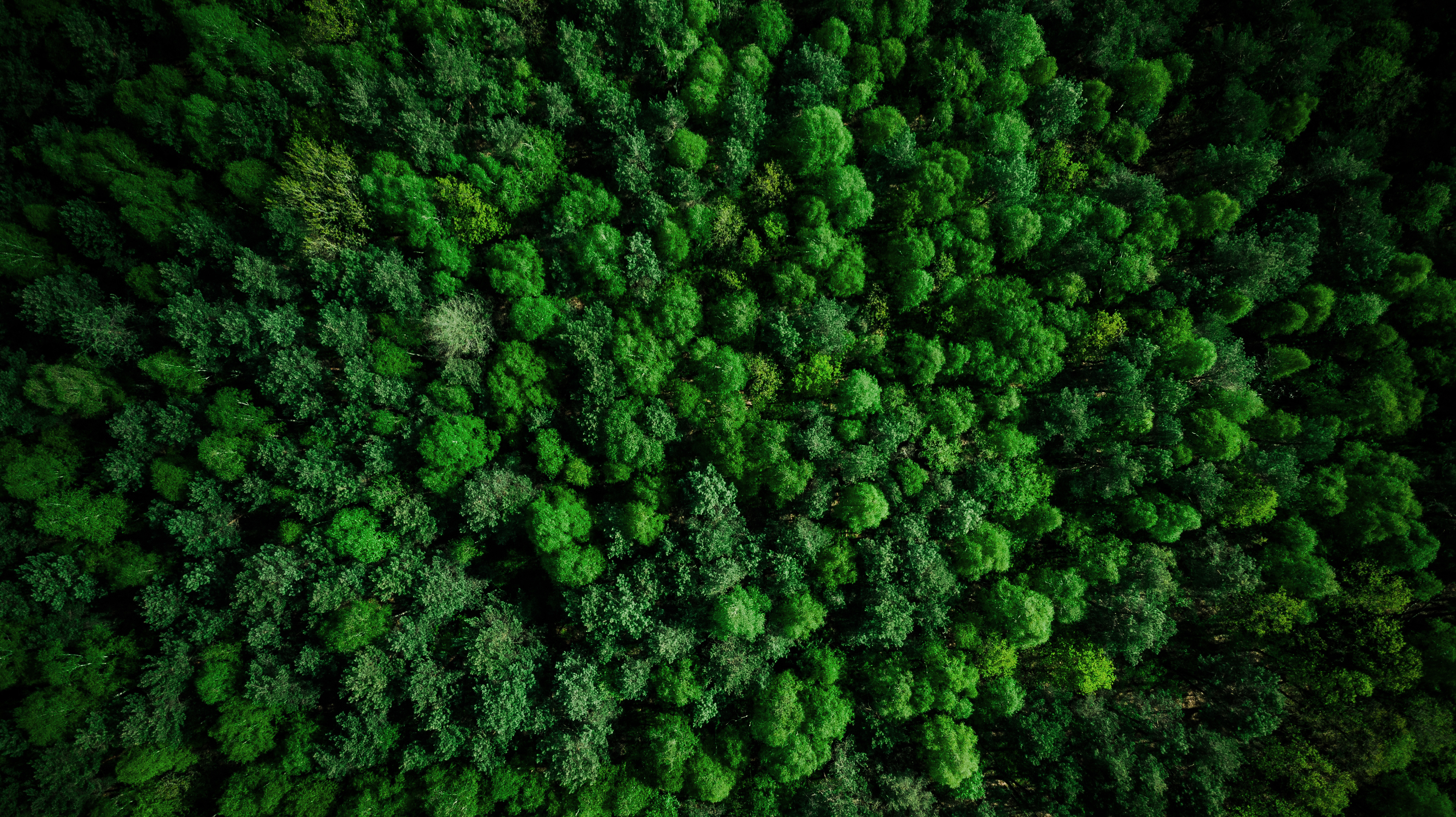 Forest from above
