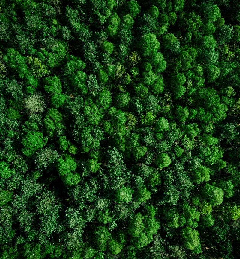 Forest from above Forest from above