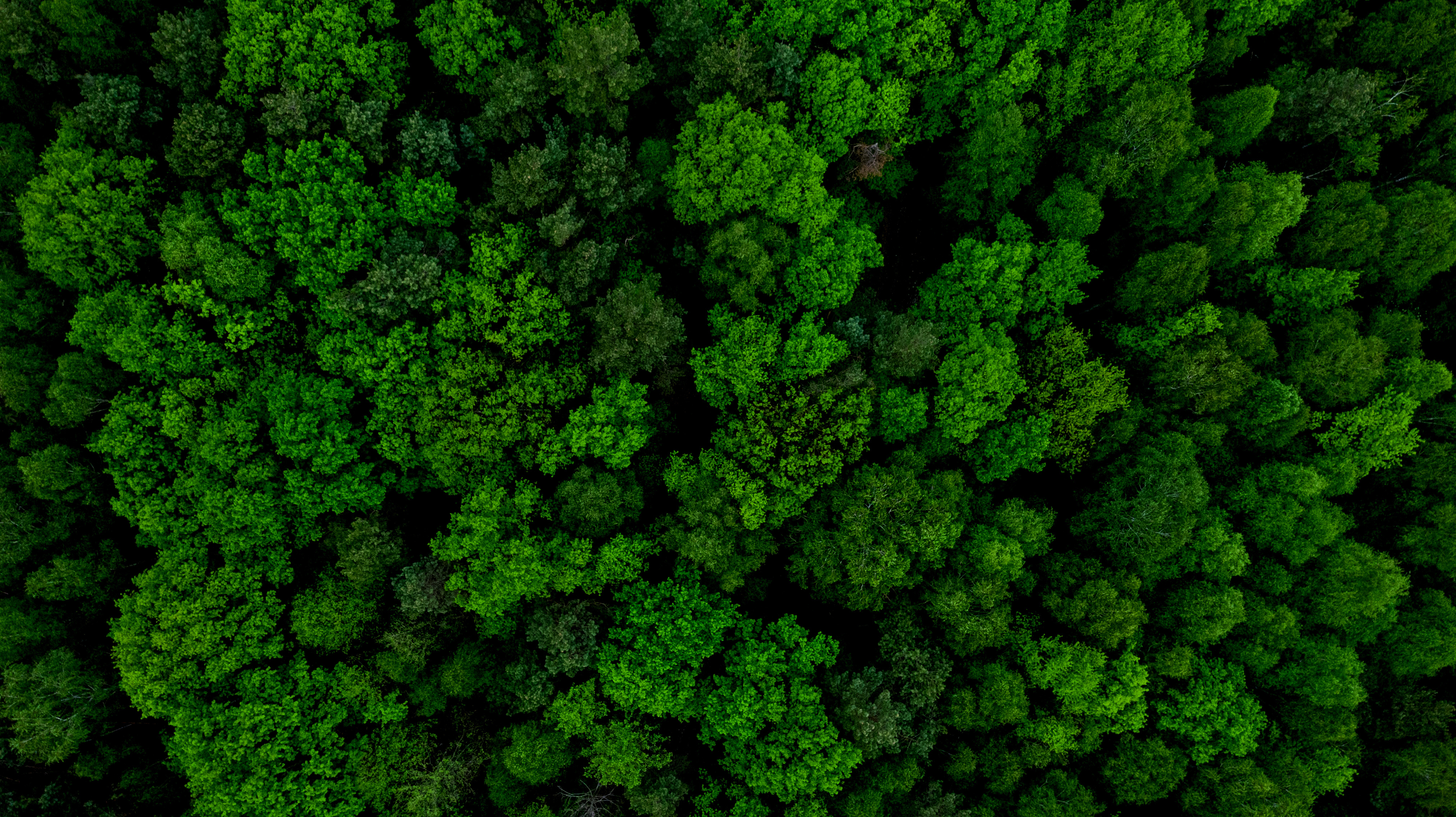 Birds eye view of forest