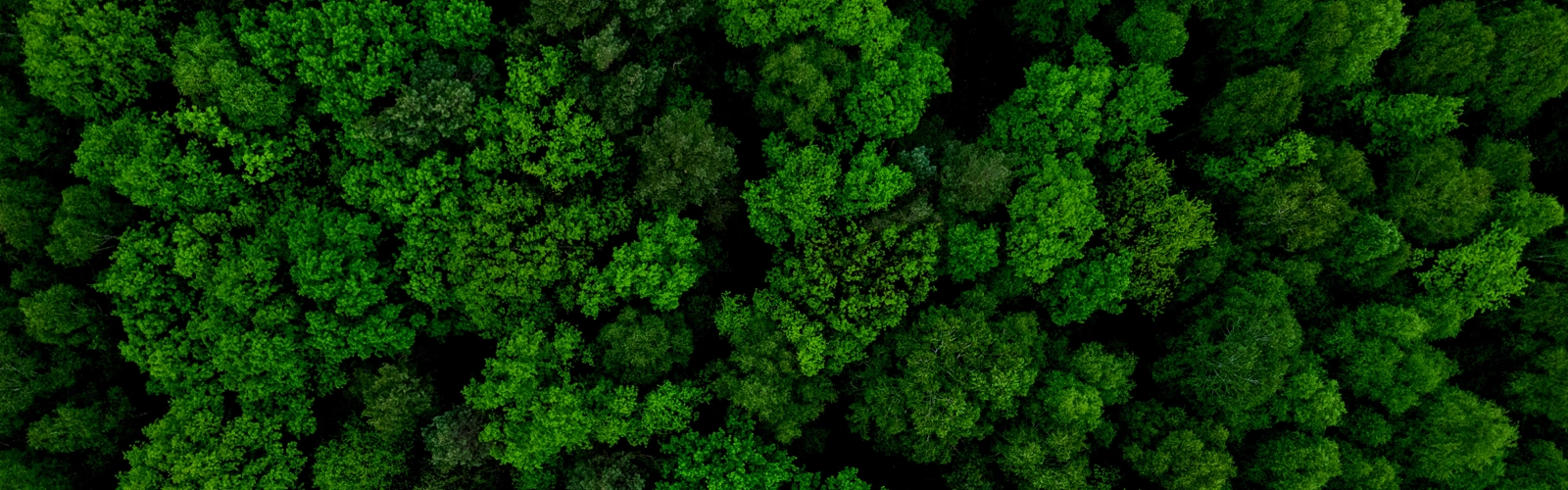 Birds eye view of forest Birds eye view of forest