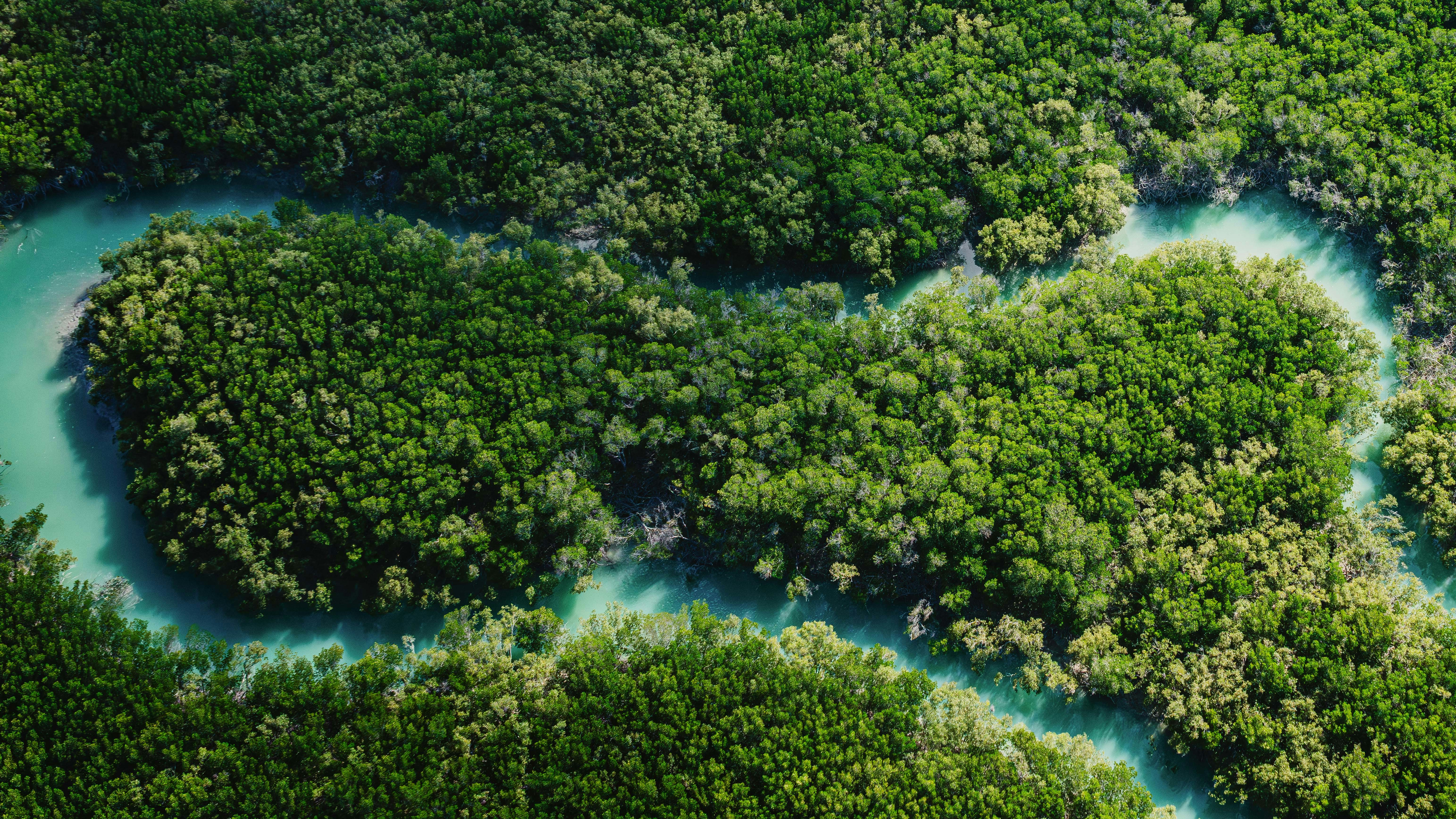Forest from above with stream through it