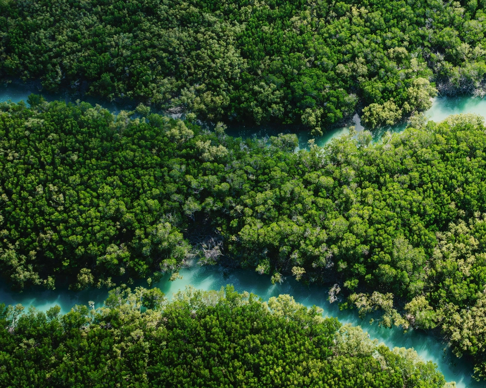 Forest from above with stream through it Forest from above with stream through it