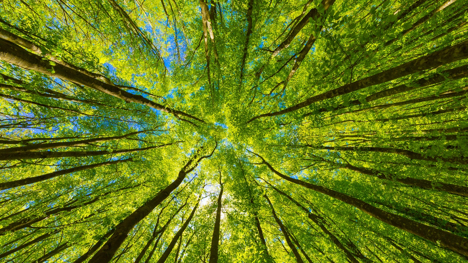 tress growing in forest very green tress growing in forest very green