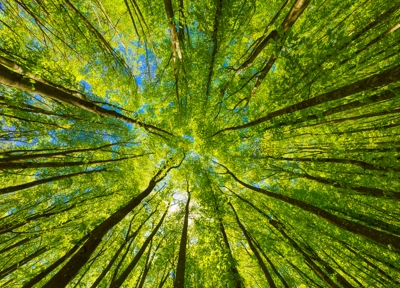 tress growing in forest very green tress growing in forest very green